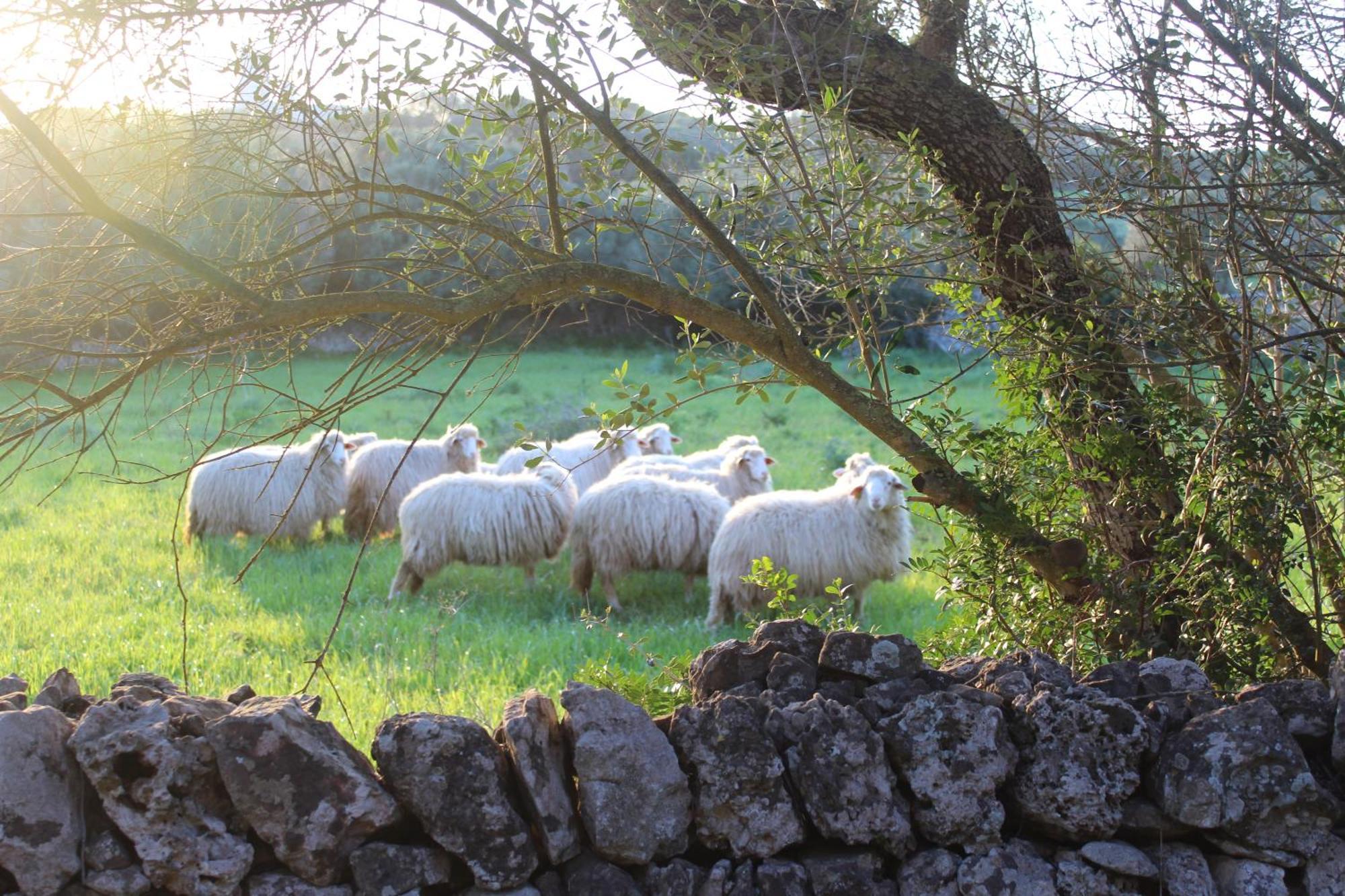 Agroturismo Santa Mariana Alaior Eksteriør bilde