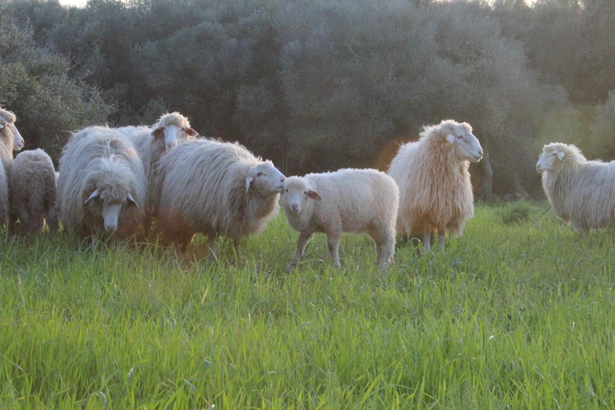 Agroturismo Santa Mariana Alaior Eksteriør bilde