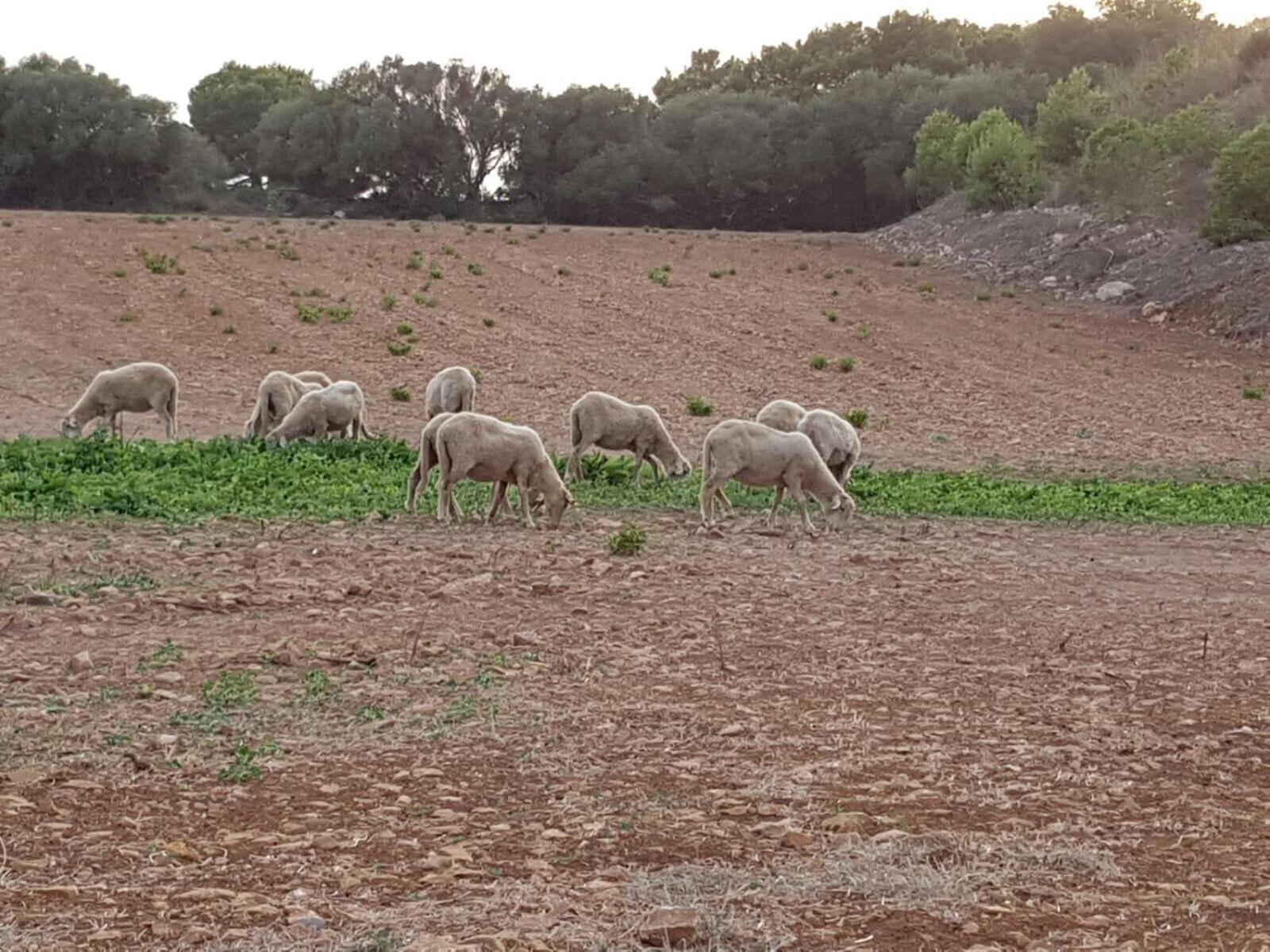 Agroturismo Santa Mariana Alaior Eksteriør bilde