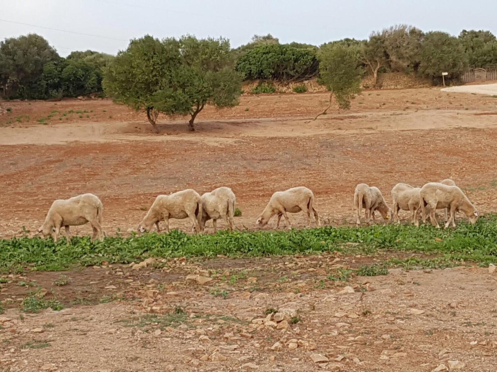 Agroturismo Santa Mariana Alaior Eksteriør bilde