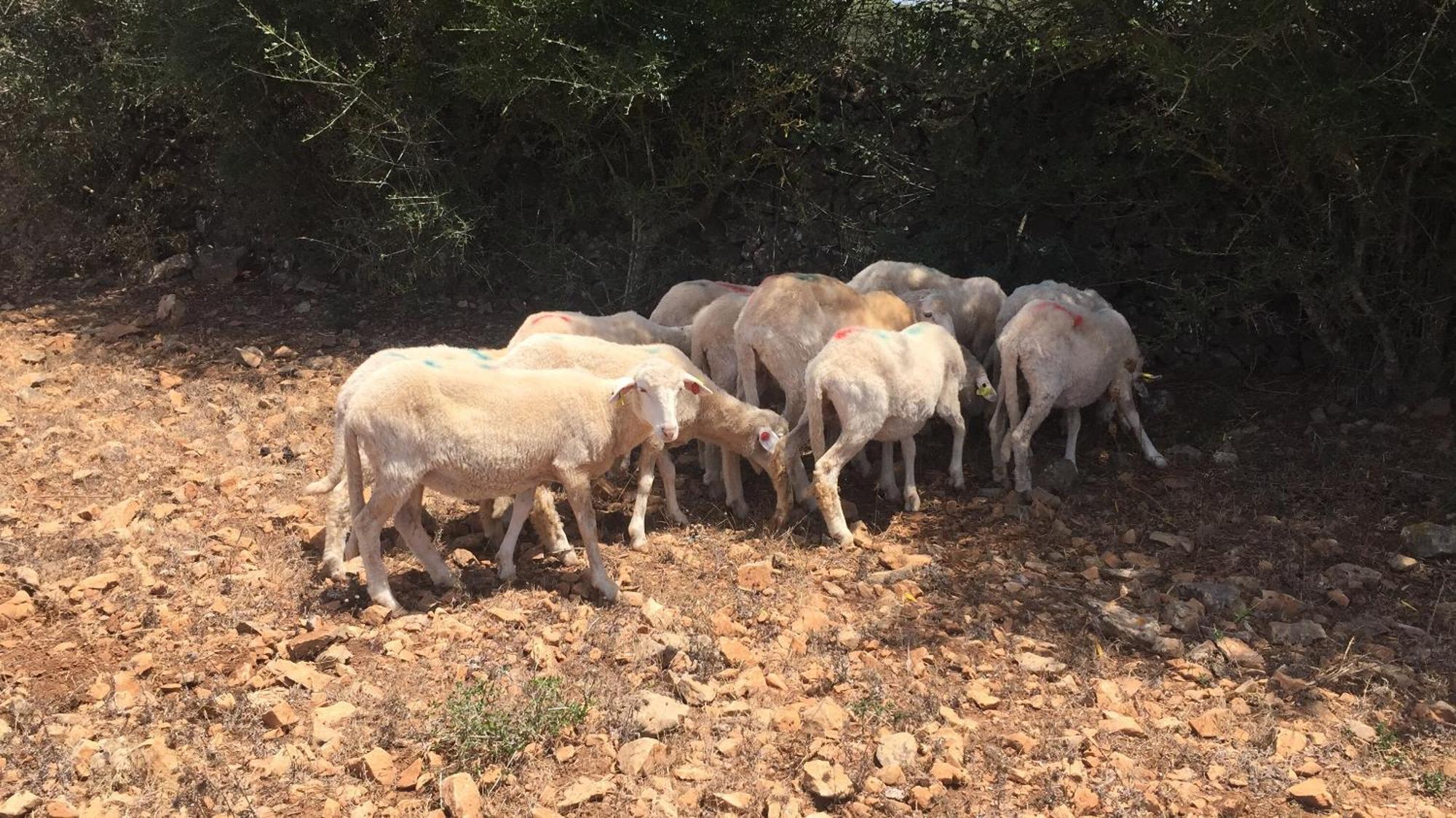 Agroturismo Santa Mariana Alaior Eksteriør bilde
